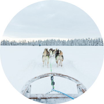 Sledehonden voor de slee in Lapland van Miranda van Assema
