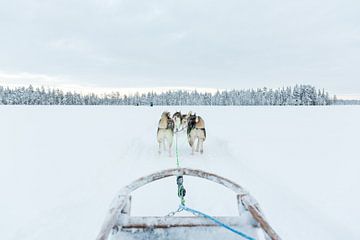 Sled dogs for sledding in Lapland by Miranda van Assema
