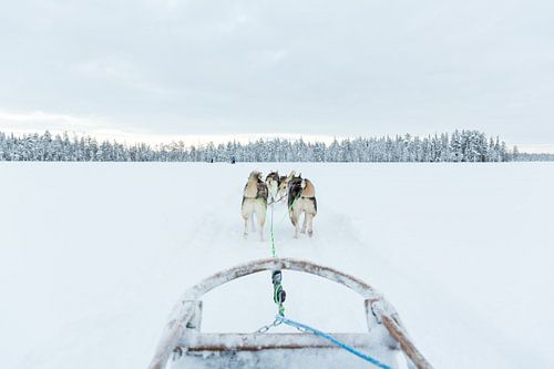 Schlittenhunde für Schlittenfahrten in Lappland