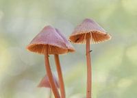Roze paddenstoelen met bokeh
