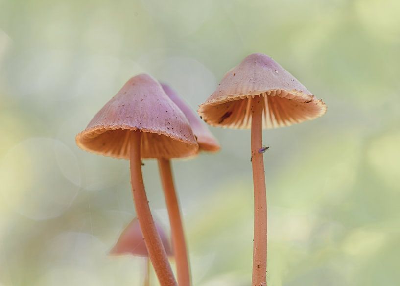 Roze paddenstoelen met bokeh van Natuurels