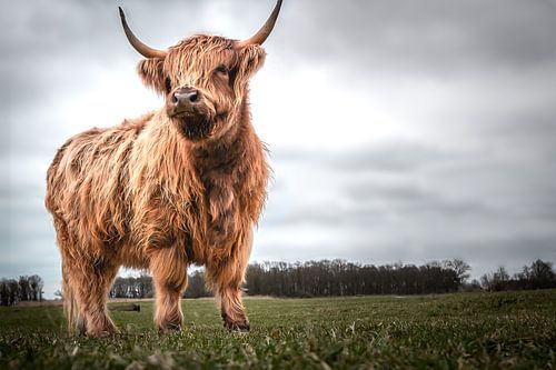 Schottische Hochlandrinder - 't Zwin-Knokke