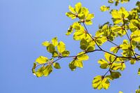 Leafs against a blue sky