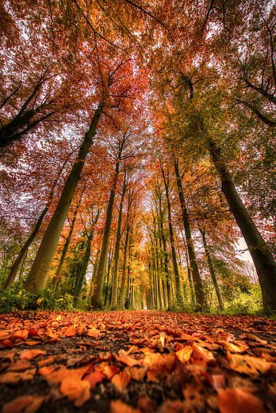 Herfst, het mooiste kleurenpallet van het jaar van Jim De Sitter