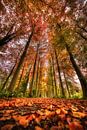 L'automne, la plus belle palette de couleurs de l'année par Jim De Sitter Aperçu