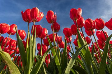 Kleurrijke Tulpen Onder Blauwe Lucht