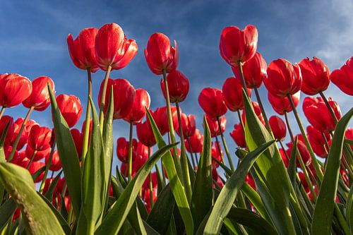 Tulipes colorées sous un ciel bleu