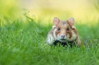 Wilder Hamster im Gras von Elles Rijsdijk Miniaturansicht