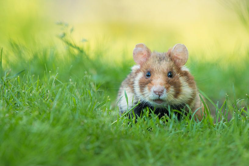 Wilder Hamster im Gras von Elles Rijsdijk