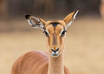 Portret van een Impala