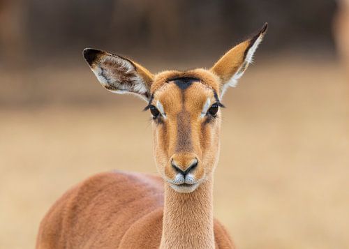 Portret van een Impala