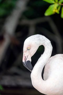 Flamingo sur Humphry Jacobs
