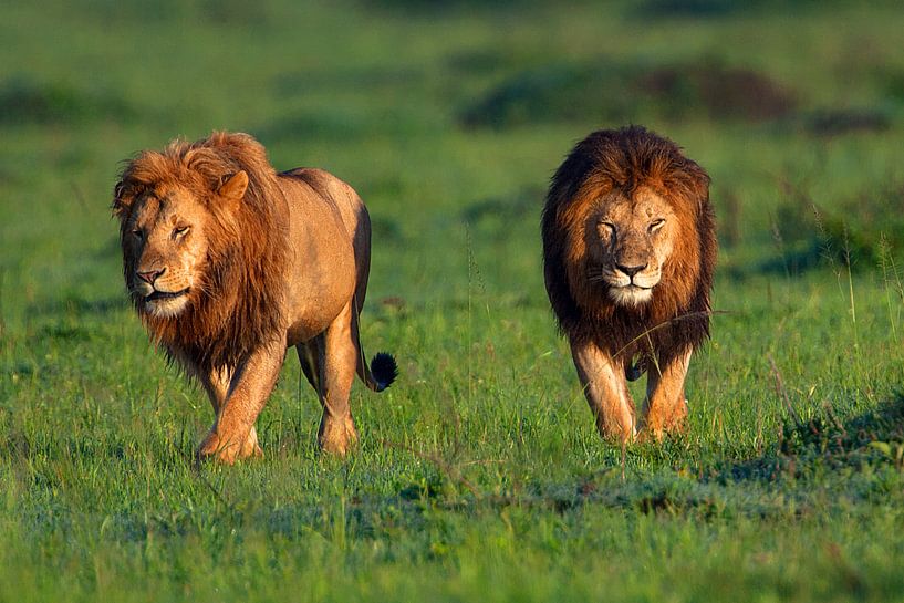 Brothers by Peter Michel