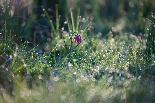 Kievitsbloem in het veld