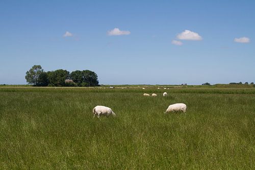 Schapen