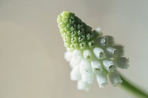 Wit druifje "White Magic" (Muscari)