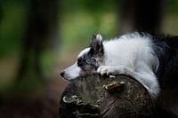 Hond in het bos