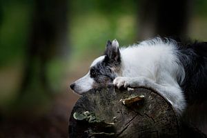 Hond in het bos van Carine Belzon