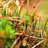 A bunch of hair moss by Gerard de Zwaan