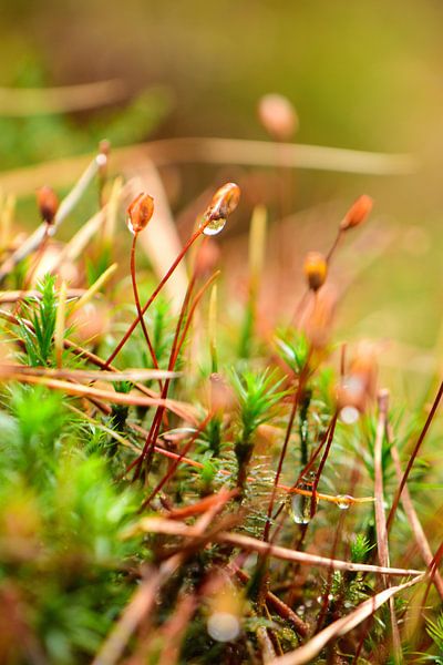 A bunch of hair moss by Gerard de Zwaan