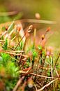 A bunch of hair moss by Gerard de Zwaan thumbnail