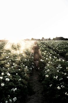 Path Through Blooming Field