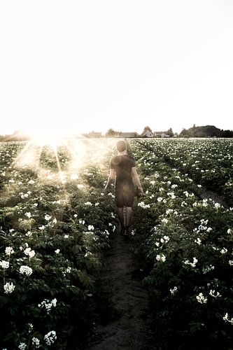 Weg durch das blühende Feld