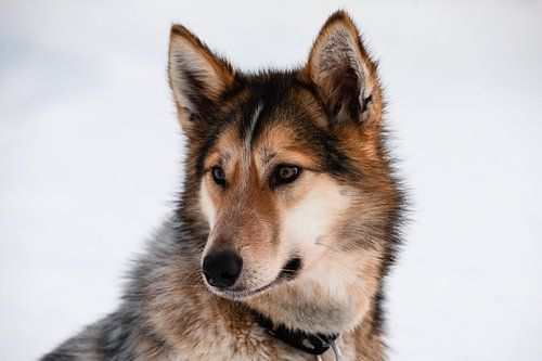 Portret van Husky Njunis
