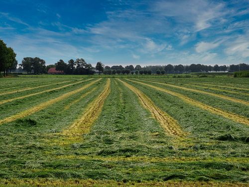 Mowed pasture
