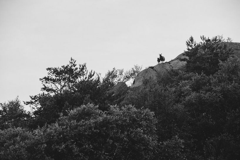 Bergschafe auf den Felsen in Norwegen von Manon Verijdt