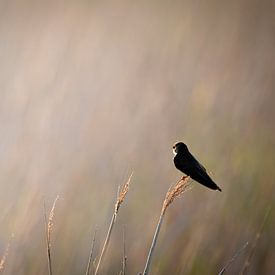 Waiting for the dawn by Ard Jan Grimbergen