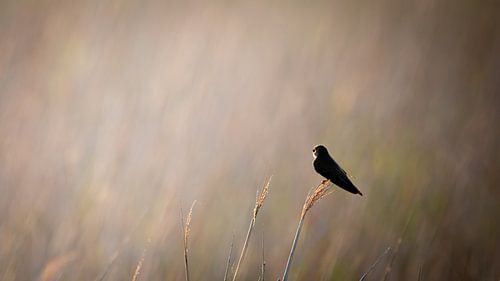 Wachtend op het ochtendgloren