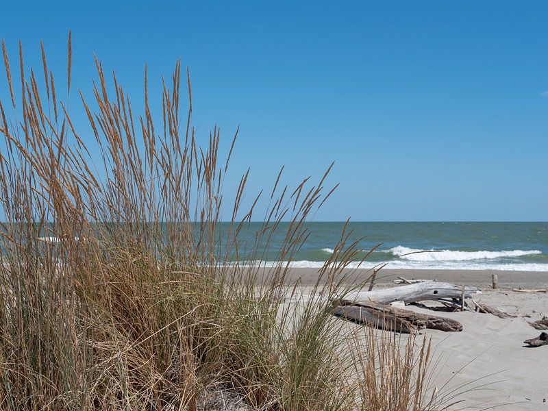 Naturstrand mit Treibholz an der Adria in Italien von Animaflora PicsStock