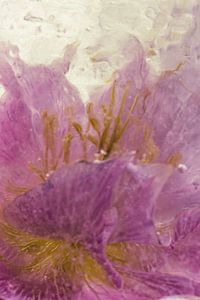 Lenzrose in Eis 3
