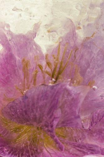 Rose de lis dans la glace 3