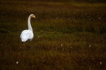 Wilden zwanen in IJsland van Danny Slijfer Natuurfotografie