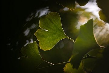 Feuille de ginkgo sur Alice Primowees