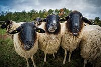 Rhön schapen