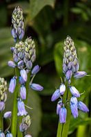 Grape Hyacinths