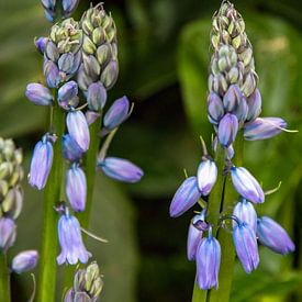 Blauwe druifjes van Elise Manders