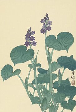 Blühende Hosta von Ohara Koson