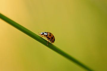 Ladybug runs over a blade of grass by Discover Dutch Nature