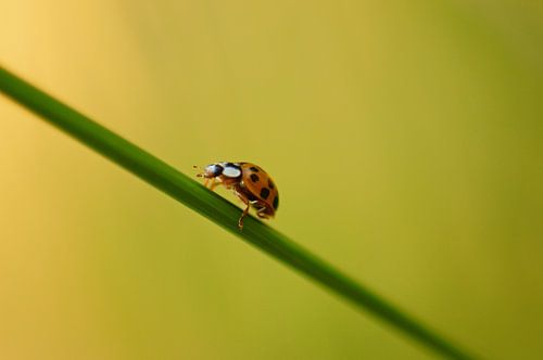Lieveheersbeestje rent over een grasspriet