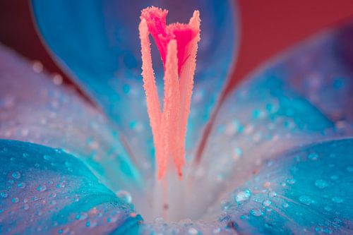 Bloemenkunst in de lente door een blauwe krokus