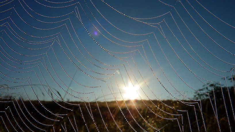 De Zon En De Dauw, Gevangen In Een Spinnenweb par Daphne Photography