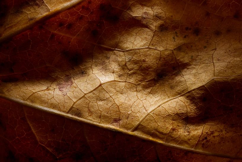 Brown leaf by Yara Rietdijk