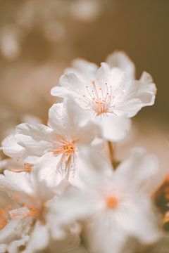 Weiße Schlehdornblüten in Champagnertönen von Denise Tiggelman
