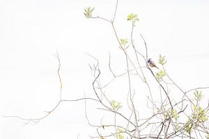 De blauwborst van Danny Slijfer Natuurfotografie