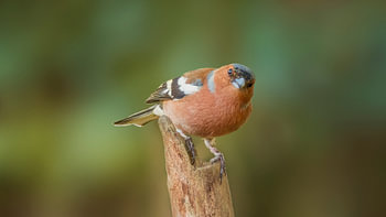 Vink kijkt recht in de camera.
