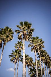 Subtropical Elegance by Milene van Arendonk